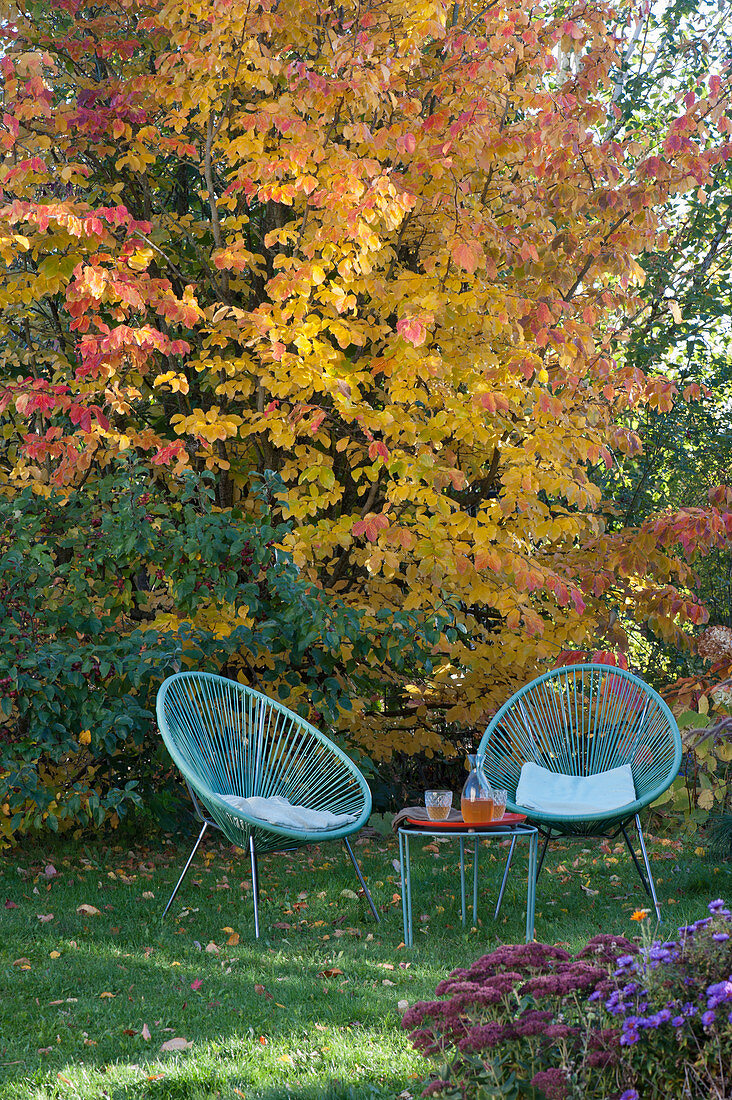 Moderne Sessel vor Eisenholzbaum im leuchtenden Herbstlaub