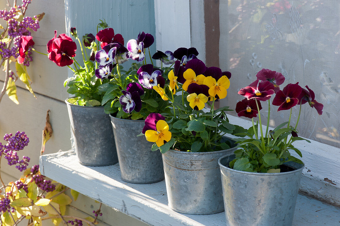 Zinc pots with horned violets on the window
