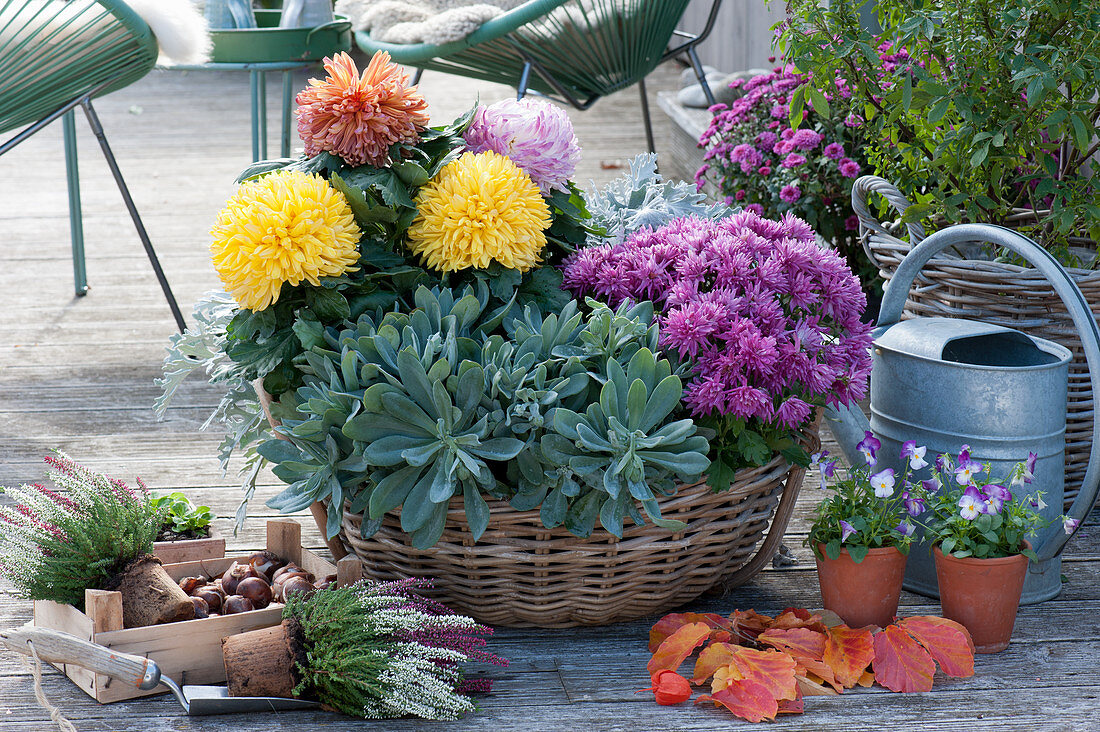 Basket with chrysanthemums and succulents, budding heather, horned violets, stairs with tulip bulbs, and autumn leaves