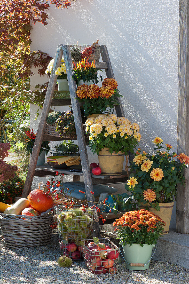 Space-saving autumn decoration with an old wooden ladder as a shelf: chrysanthemums, dahlias, succulents, 'Medusa' chilis and baskets with apples, pumpkins, and chestnuts