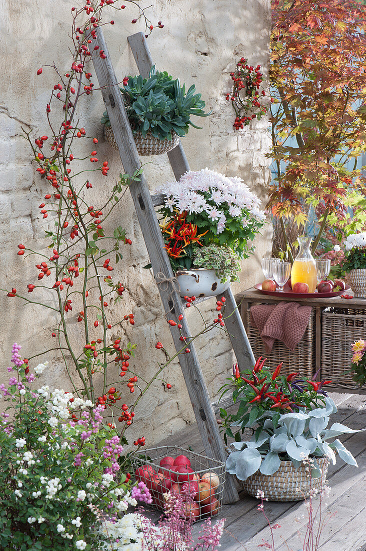 Vertical planting saves space: pots with chrysanthemum, Paprika chili, and ornamental leaves on wooden ladders