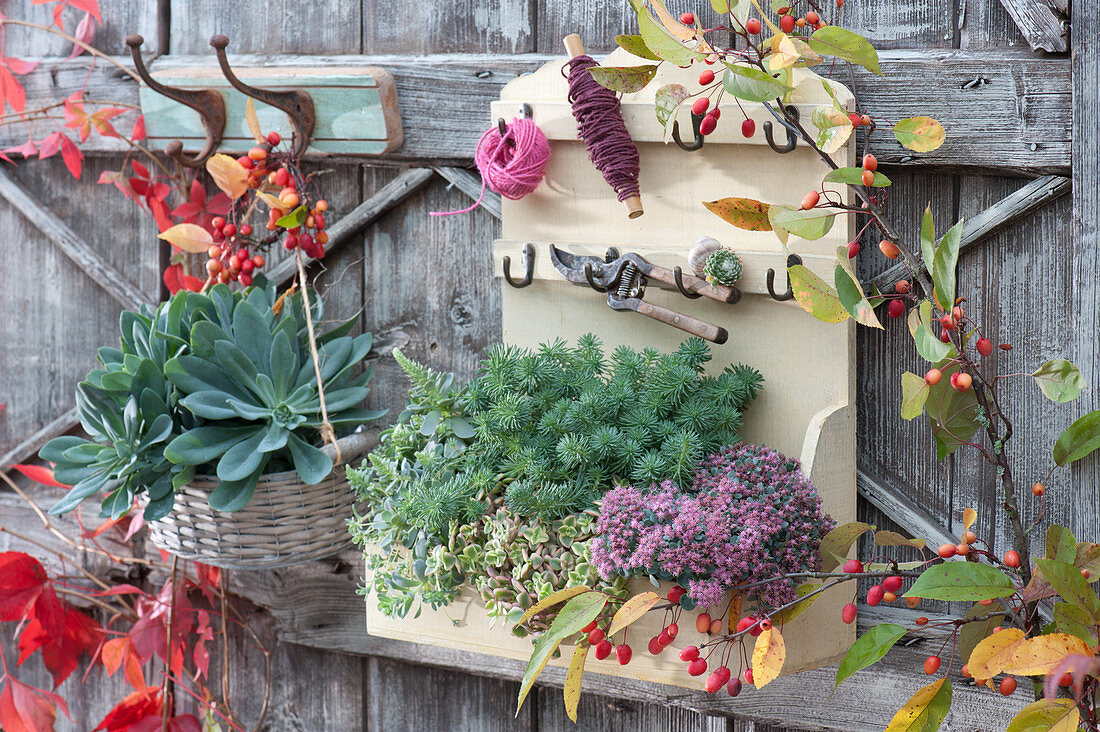 Wall shelf and wall basket with succulents: ragwort, jenny's stonecrop, sedum, jade, and Chinese dunces cap