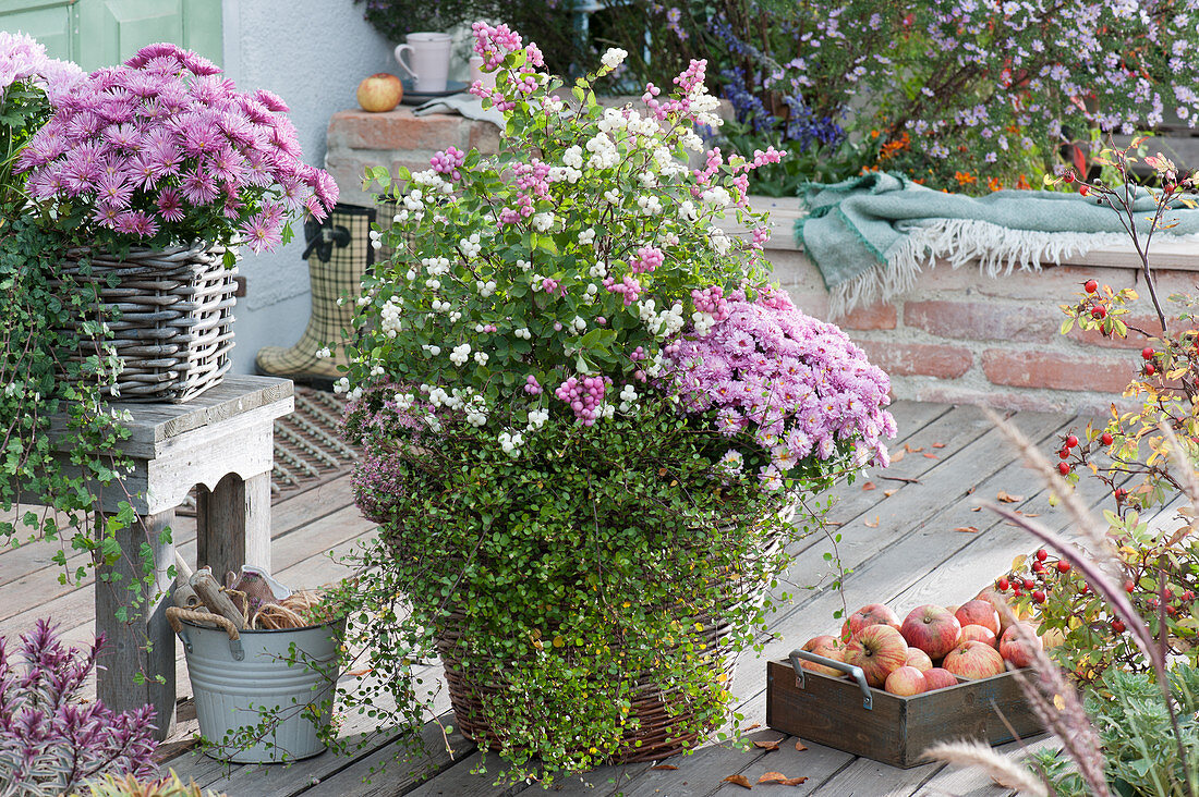 Schneebeere, Korallenbeere, Chrysanthemen und Drahtwein in Körben