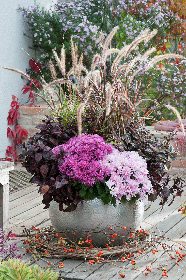 Silberner Kübel mit Chrysanthemen, Punktblume und rotem Federborstengras, Zweig mit Hagebutten und Clematisranke als Deko