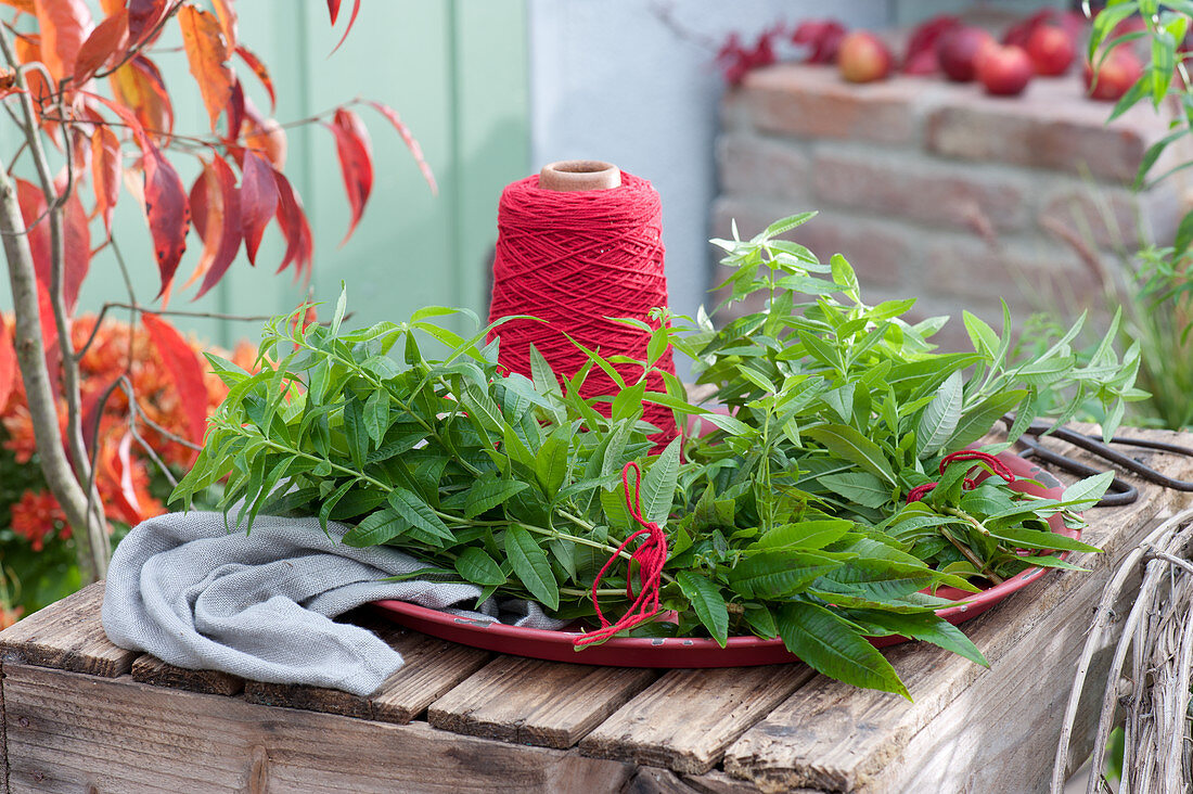 Freshly harvested lemon verbena bundled to dry