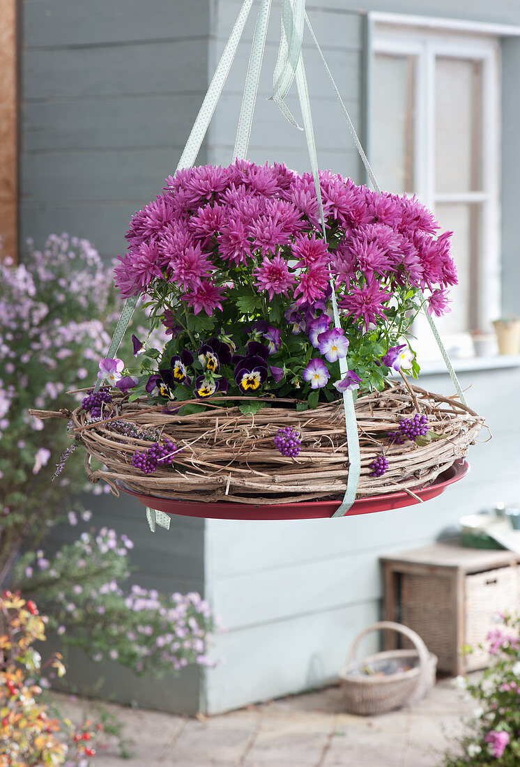 Chrysanthemum and horned violet as a hanging decoration in a wreath made of clematis, berries from Callicarpa bodinieri
