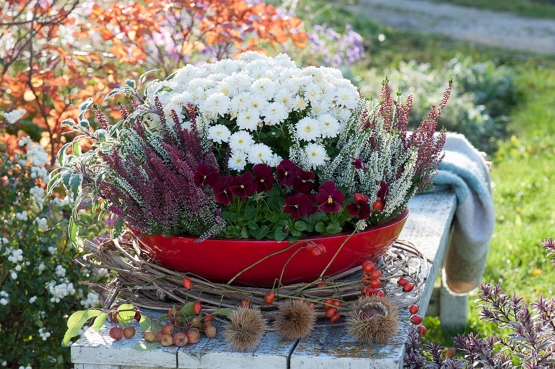 Chrysanthemum Dreamstar 'Echo', 'Twin Girls' heather, Horned Violet 'Red with Blotch' and Sage 'Tricolor' in a red bowl