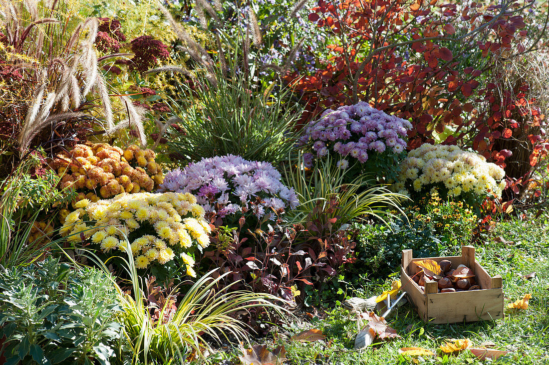 Autumn bed with chrysanthemums and grasses, a box with tulip bulbs