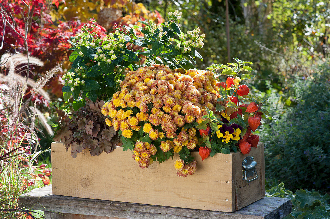 Chrysanthemum, Chinese lantern, St. John's Wort, Pansies 'Ivory', coral bells, and horned violets in a wooden box