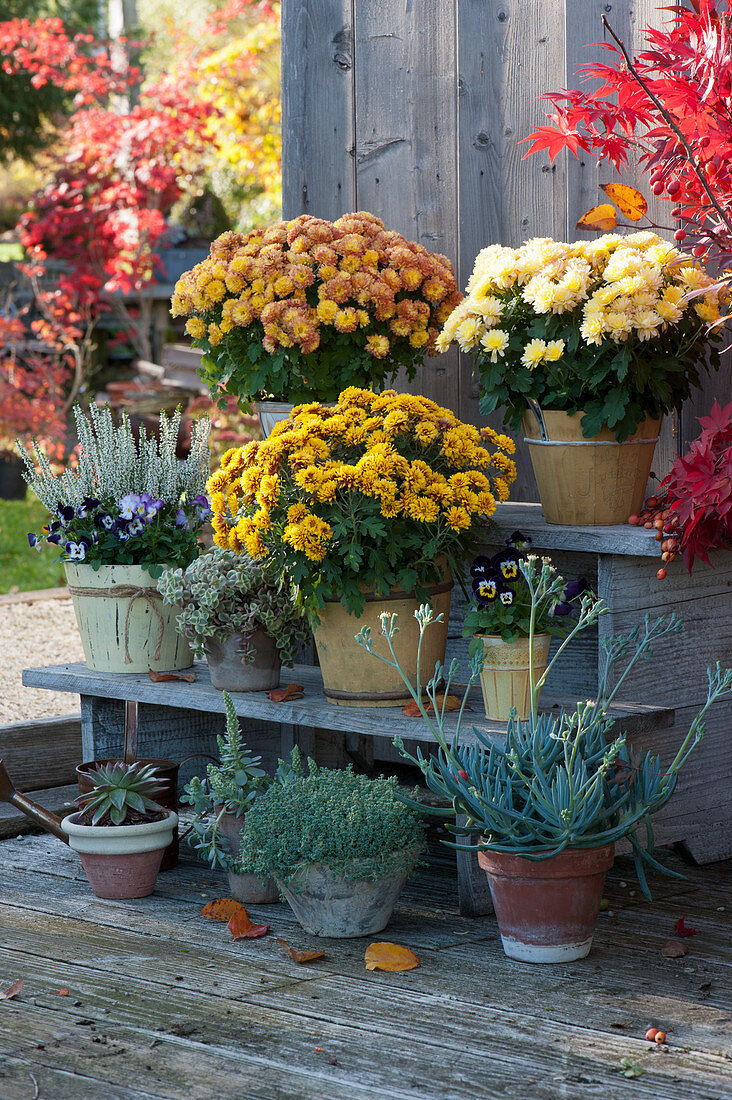 Pot arrangement with chrysanthemums, 'Gardengirls' budding heather, horned violets, sedum plant, and ragwort 'Blue Finger'