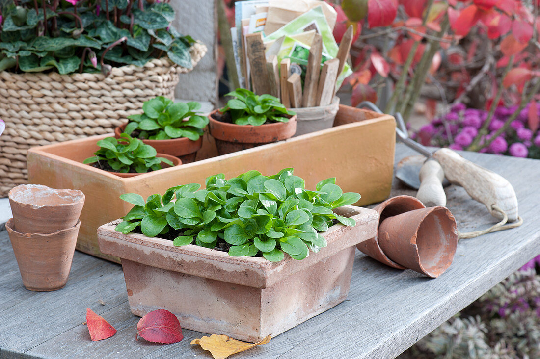 Lamb's lettuce in a terracotta box and clay pots