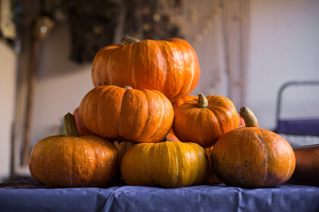 Collection of big and small shiny orange pumpkins