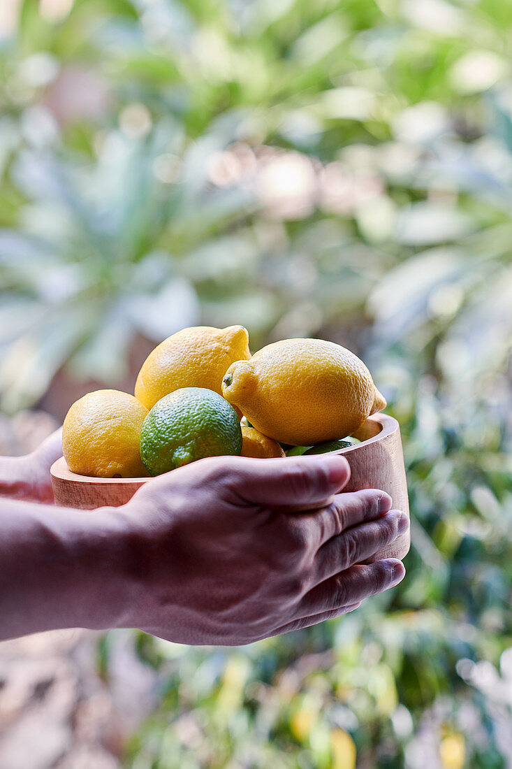Hands holding freshly harvest lemons