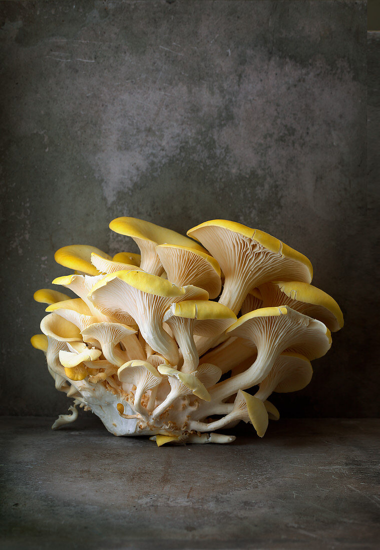 Fresh golden oyster mushrooms