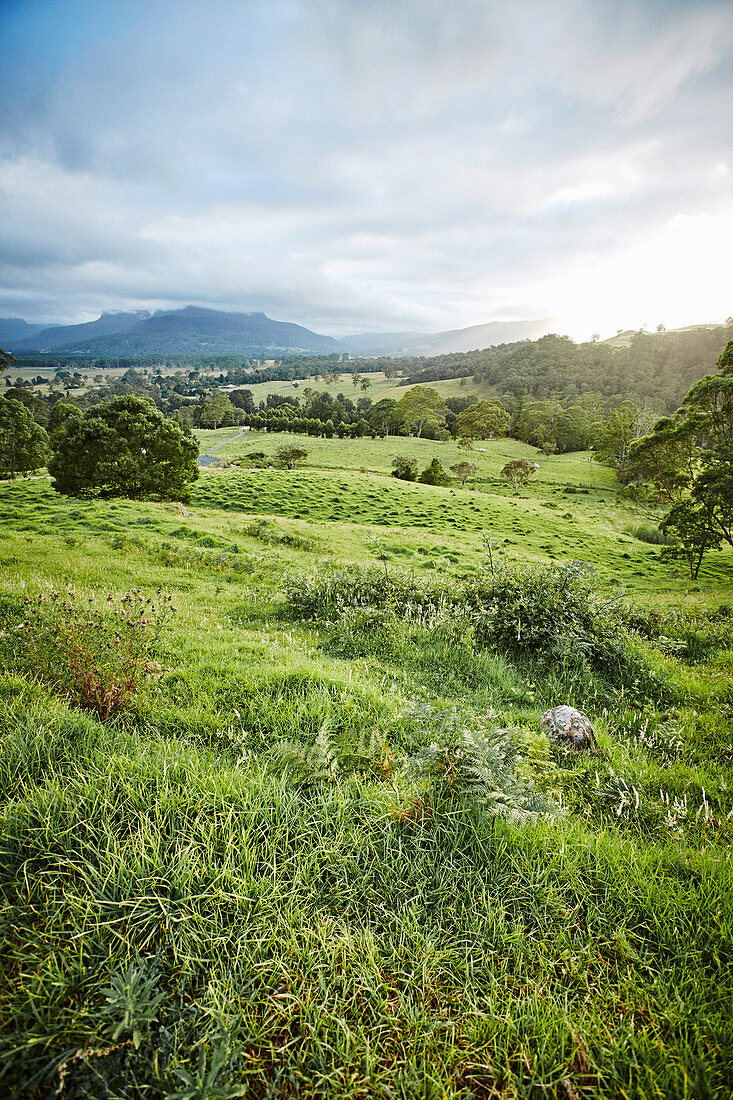 Landscape with green meadow, trees and hills