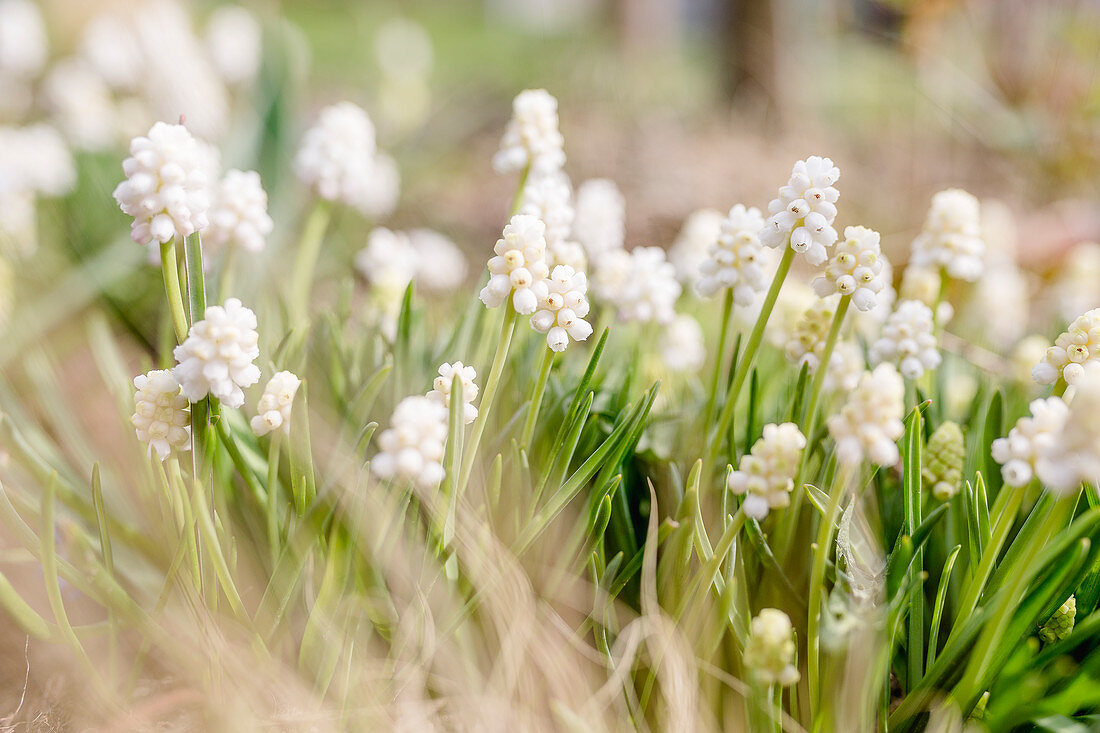 White grape hyacinths in garden