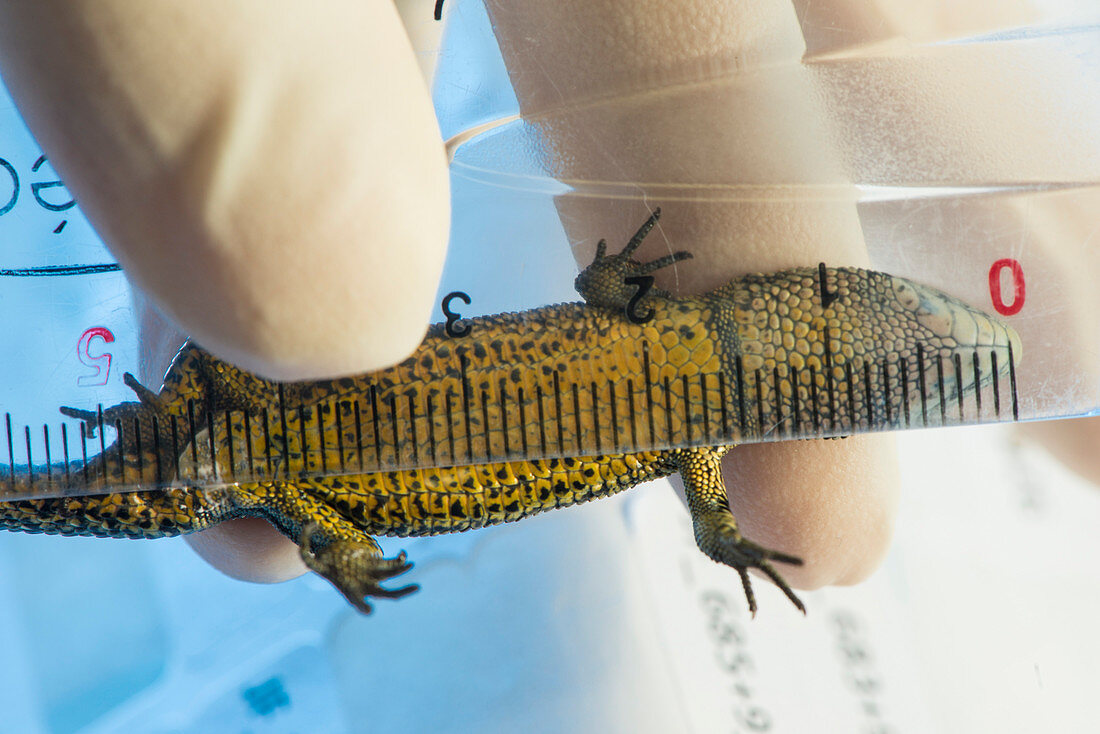 Lizard being measured by an ecological researcher