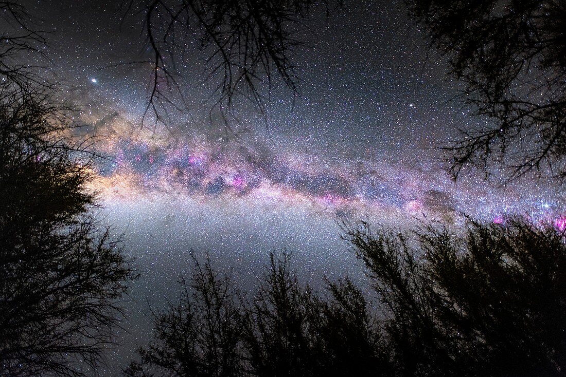 Milky Way over trees