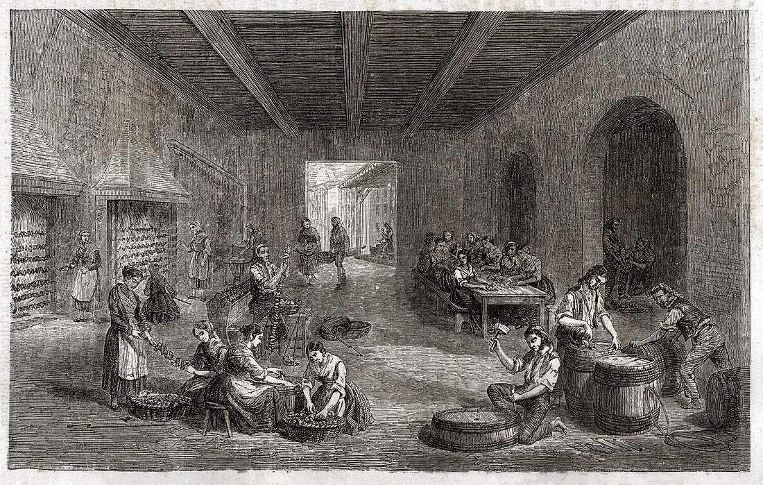 Fish factory in Italy, illustration