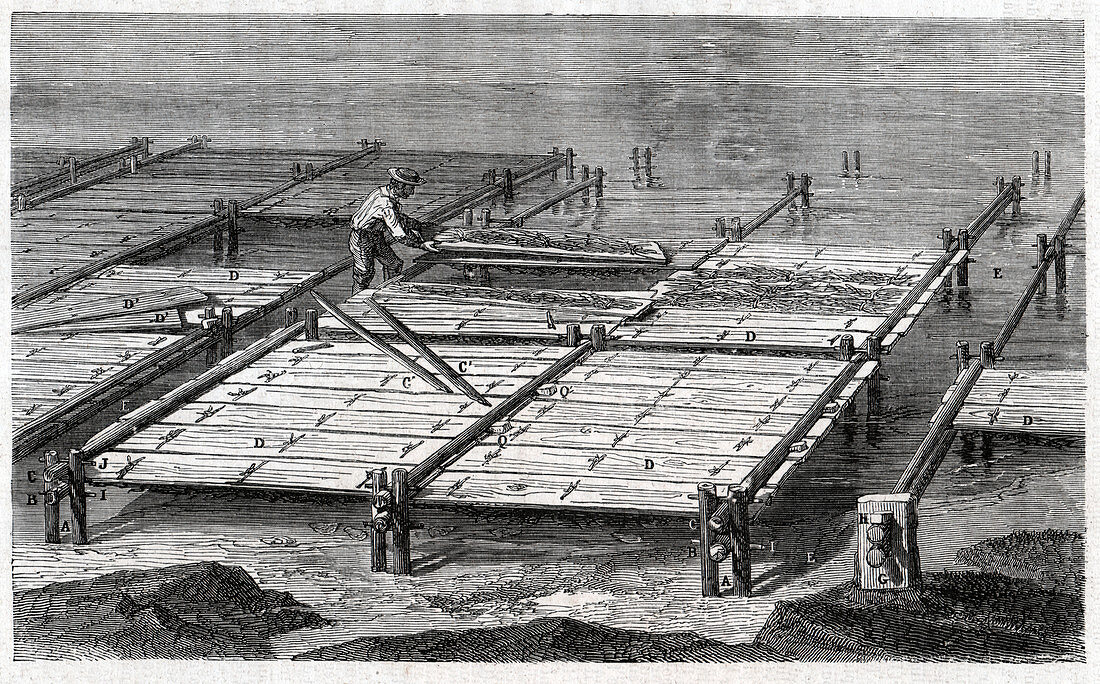 Oyster farming, illustration