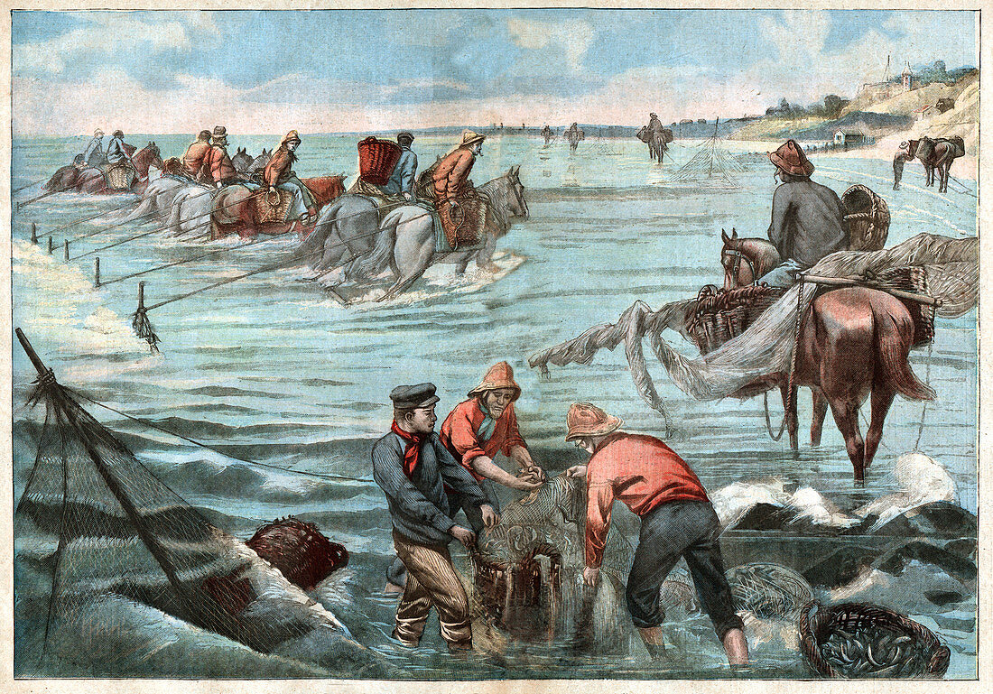 Net fishing, illustration