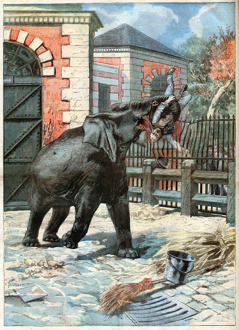 Madness of an elephant, illustration
