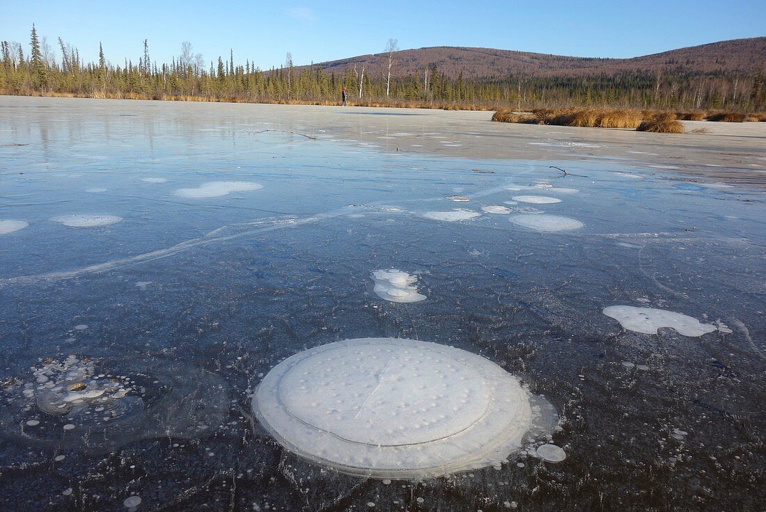 Methane bubbles in thermokarst lake ice