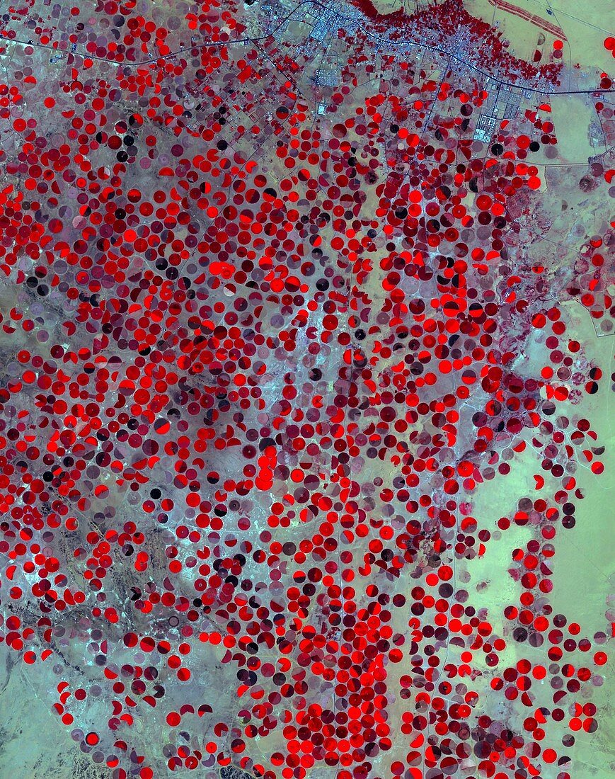 Centre-pivot irrigation in Saudi Arabia, satellite image