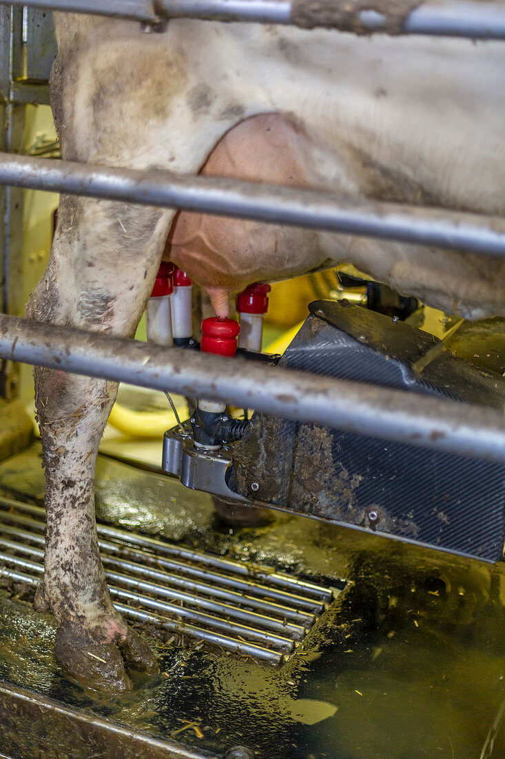 Automated milking stall on dairy farm
