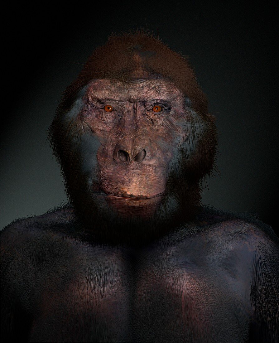 Australopithecus anamensis male