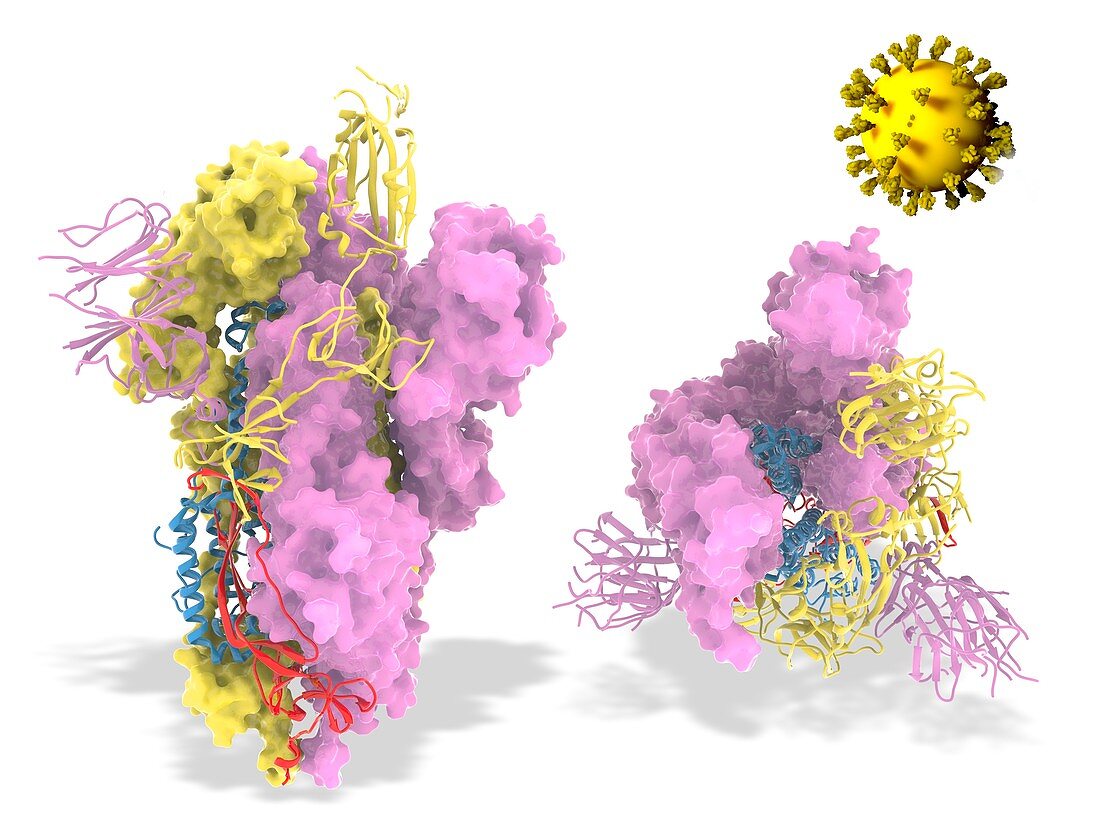 Covid-19 coronavirus spike protein, illustration