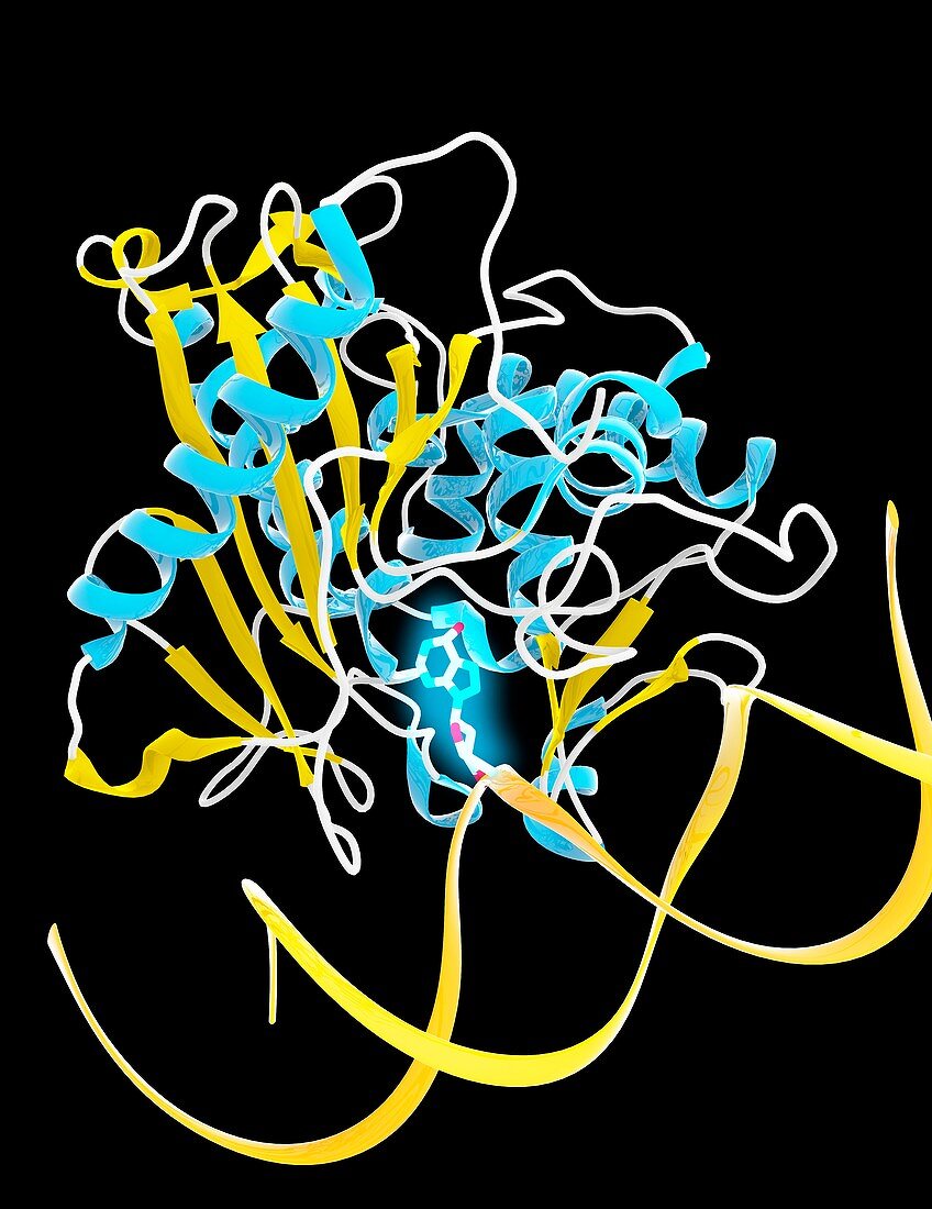 Adenine base editor bound to DNA strand, illustration