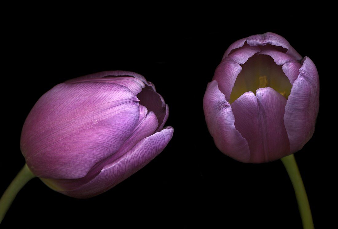 Tulip (Tulipa 'Cartouche') flowers
