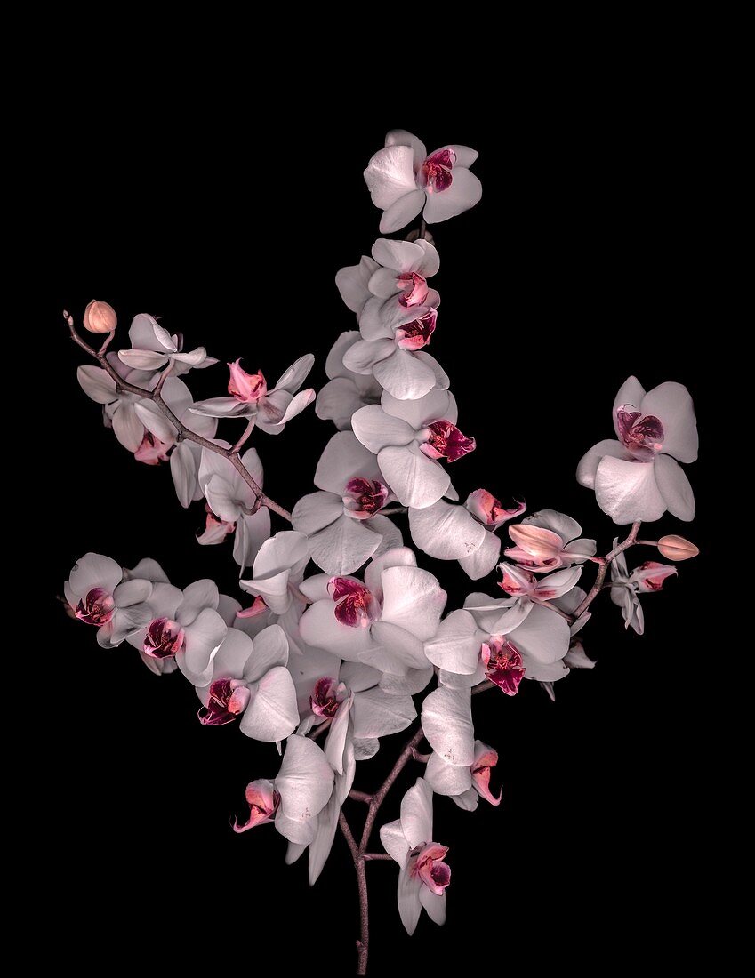 Bouquet of moth orchid (Phalaenopsis sp.) flowers