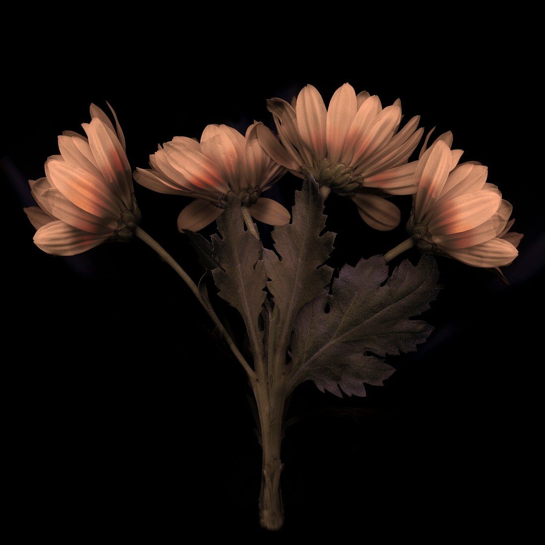 Marguerite (Argyranthemum frutescens) flowers