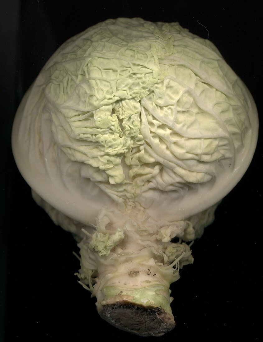 Cabbage (Brassica oleracea)