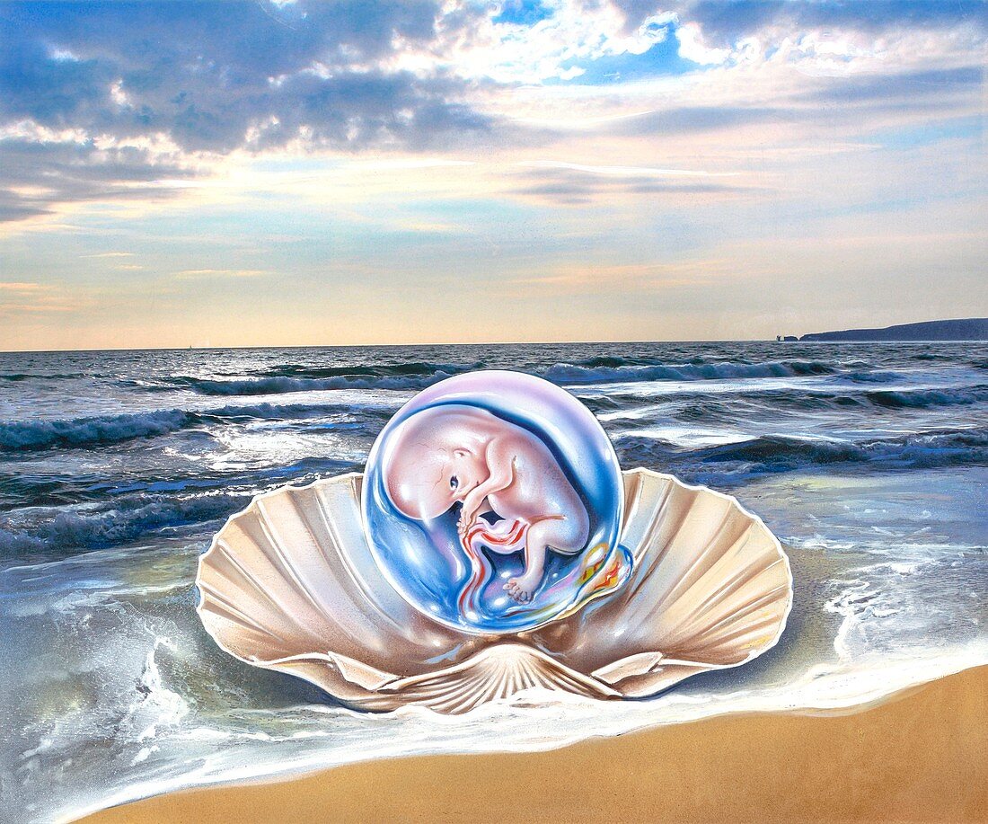 Human foetus in a seashell, conceptual illustration