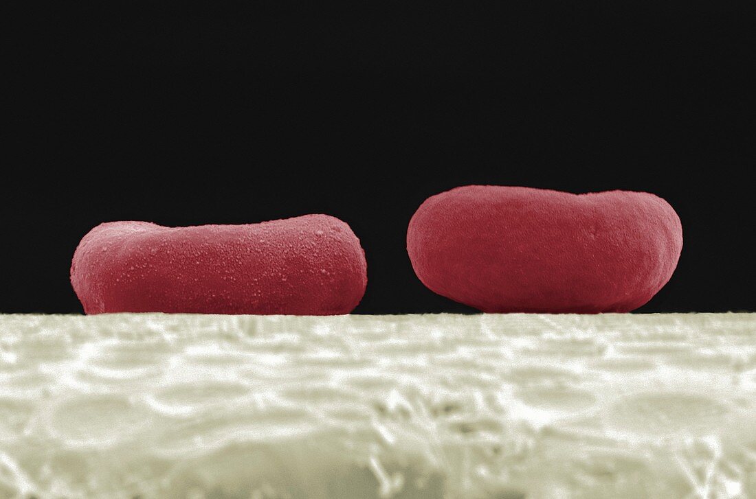 Red blood cells, SEM