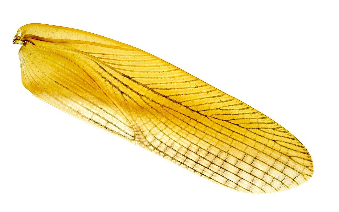 Cockroach wing, light micrograph