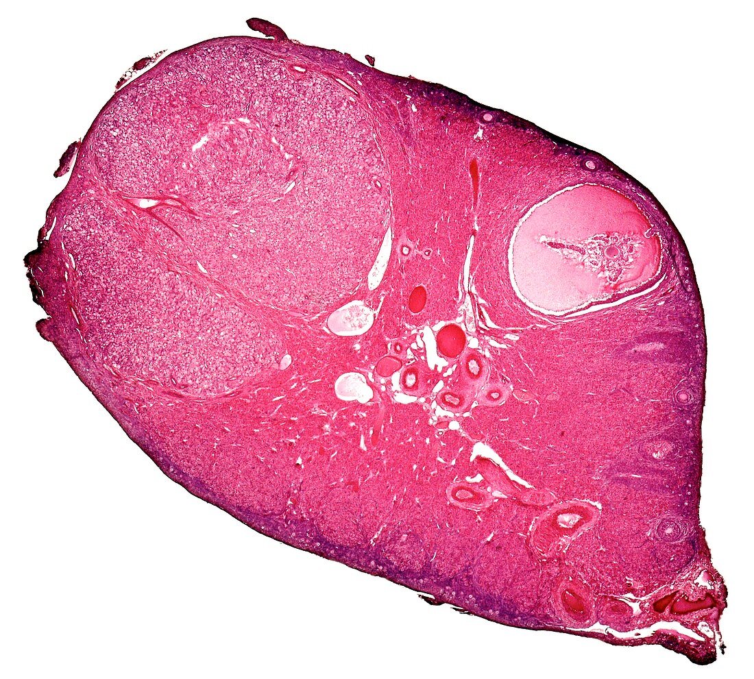 Common frog ovary, light micrograph