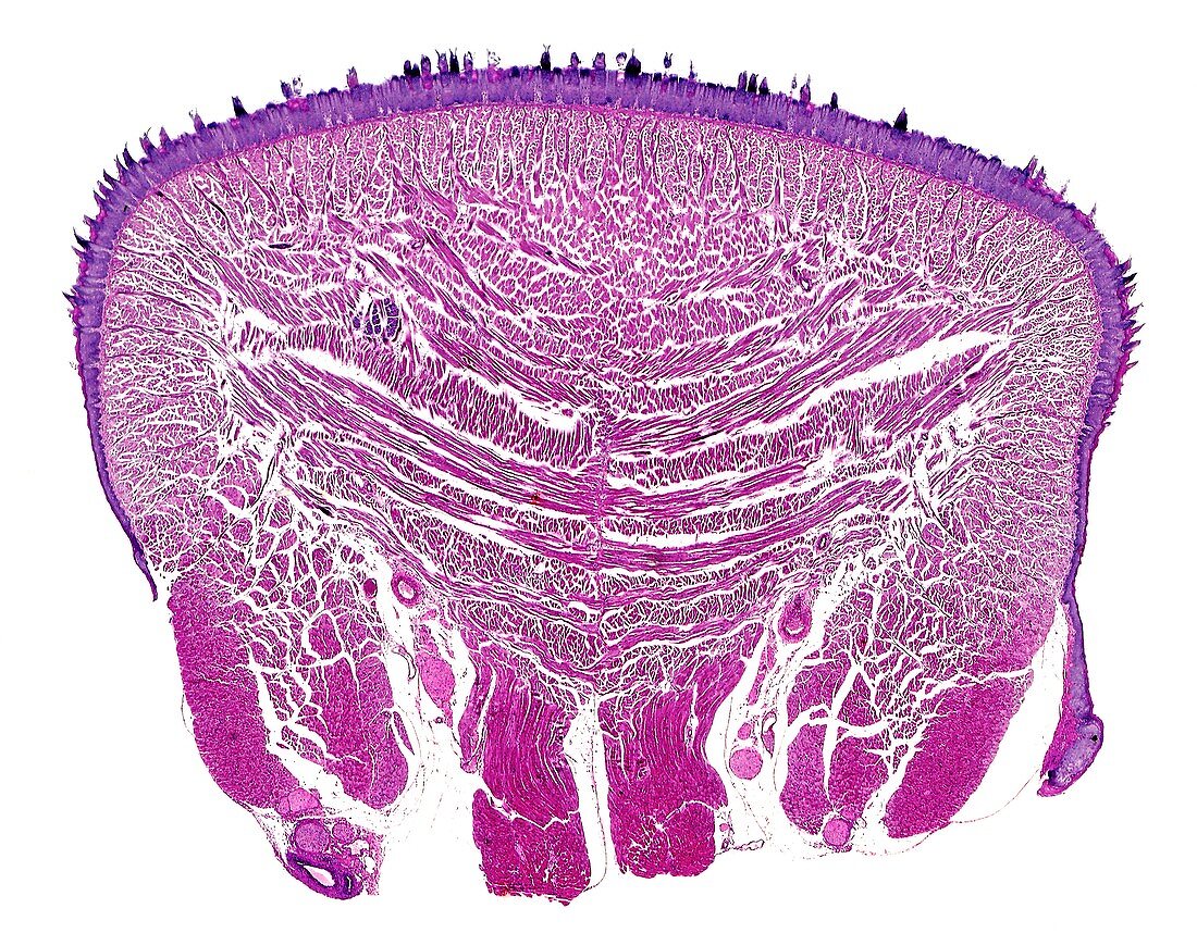 Mammalian skeletal muscle, light micrograph