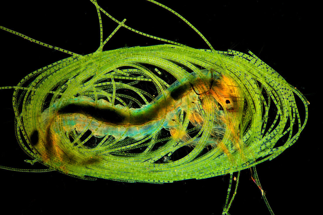 Caddisfly larva in a protective algal case, light micrograph