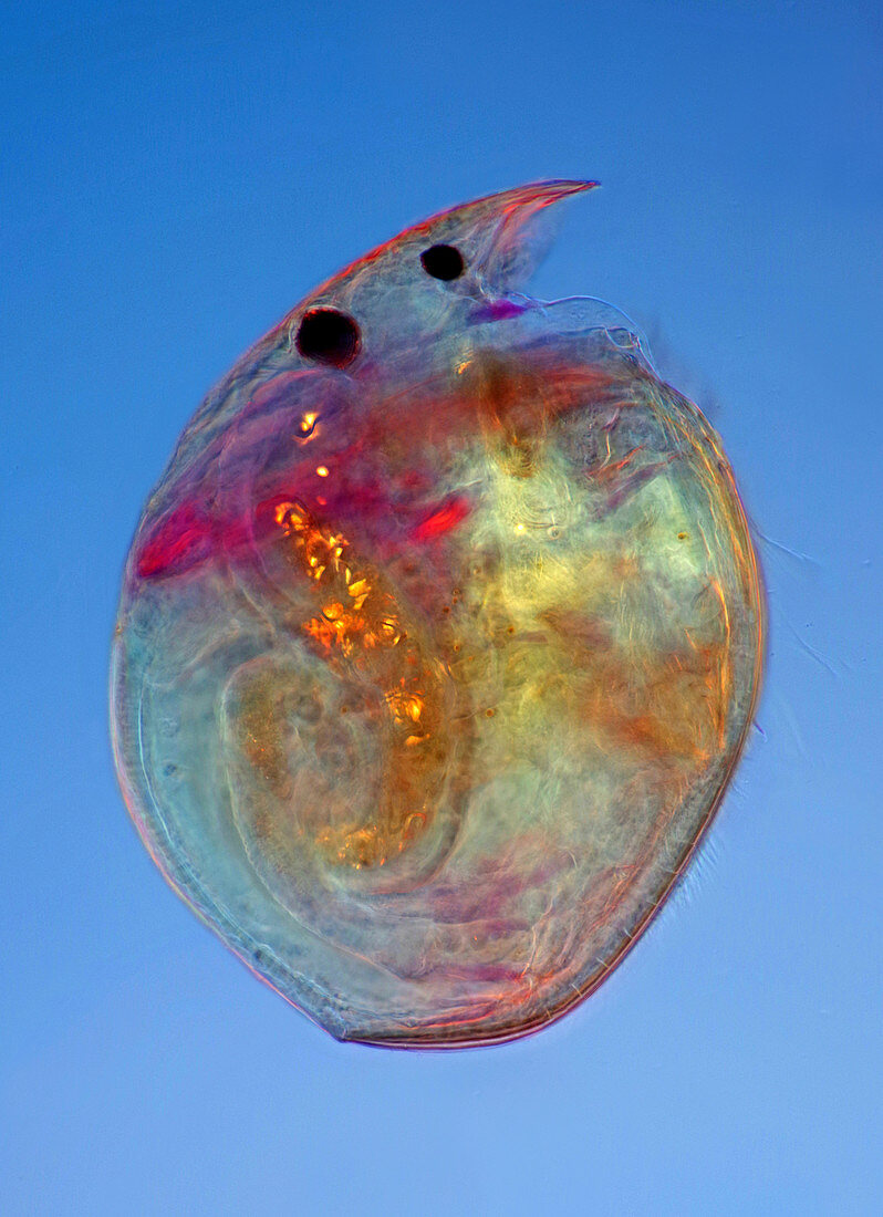 Chydorus water flea, polarised light micrograph