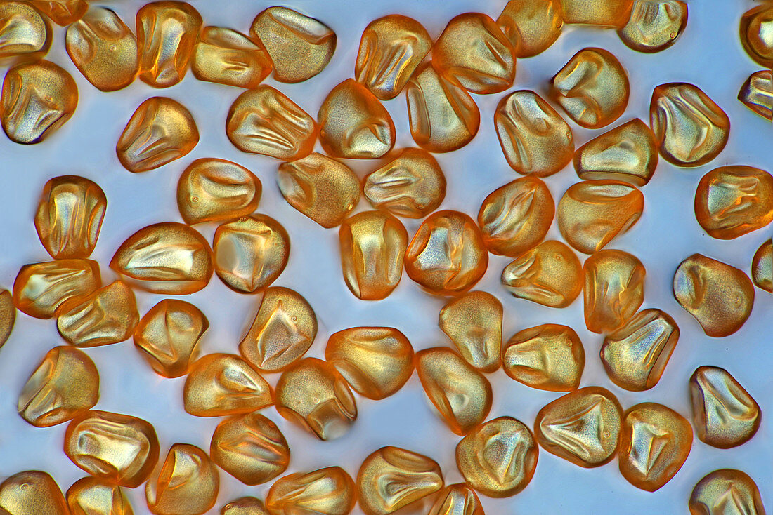Corn (Zea mays) pollen grains, light micrograph