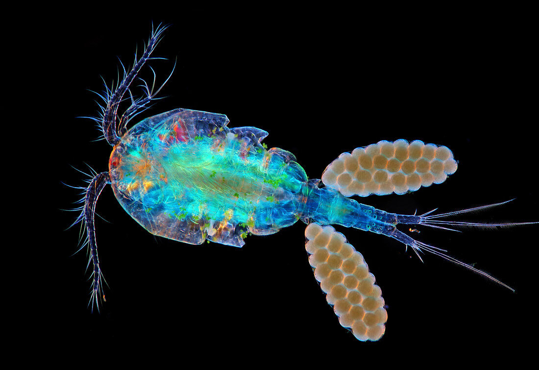 Cyclops copepod with eggs, light micrograph