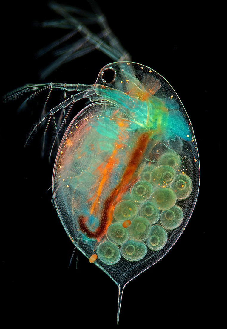 Daphnia water flea with eggs, light micrograph