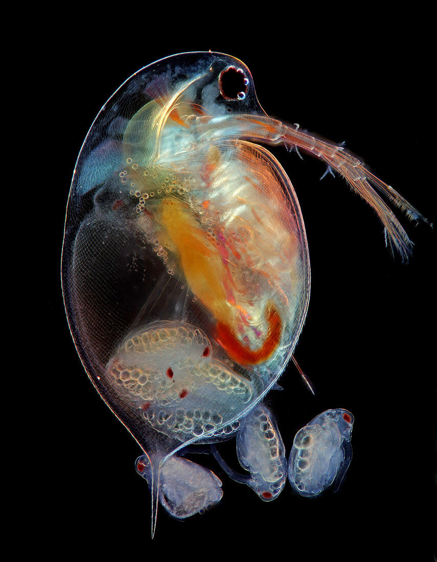 Daphnia water flea giving birth, light micrograph