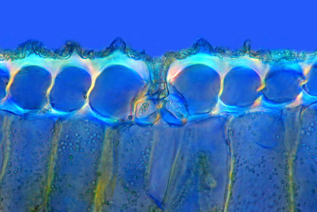 Leek leaf, light micrograph