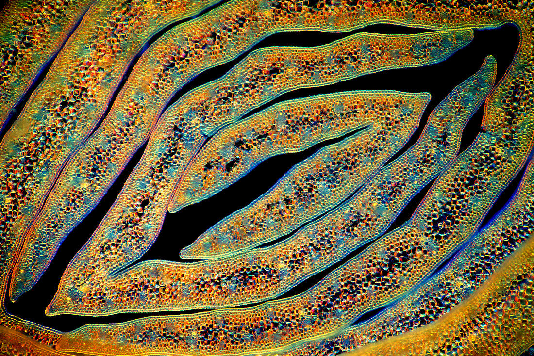 Leek leaves, light micrograph