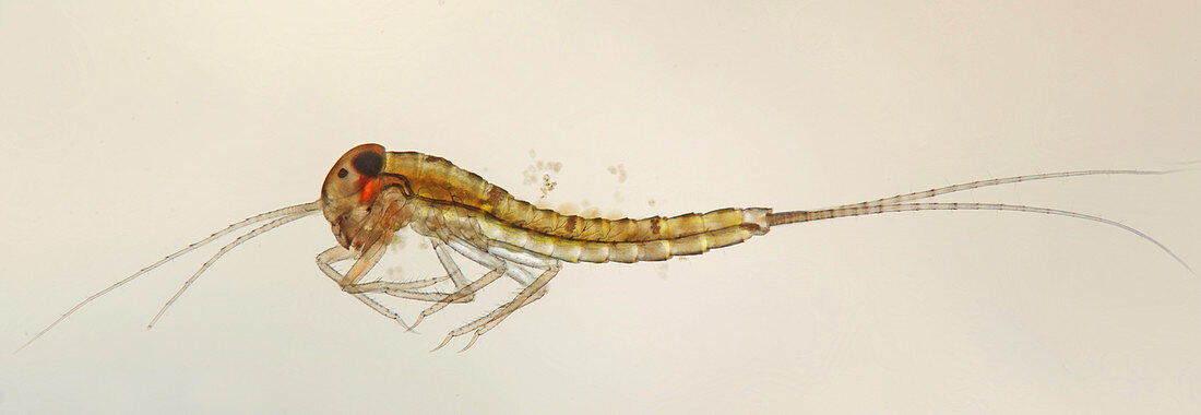 Mayfly larva, light micrograph